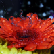 Illustration for article titled Shooting Challenge: Water Drop Gallery Part 2